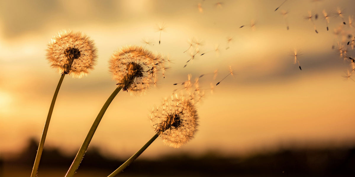 Proven Dandelion Root in Coffee Substitute Benefits Worth Knowing
