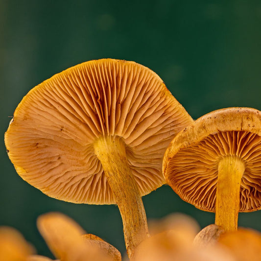Mycelium on Grain vs. Fruiting Body: Why It Matters for Your Health