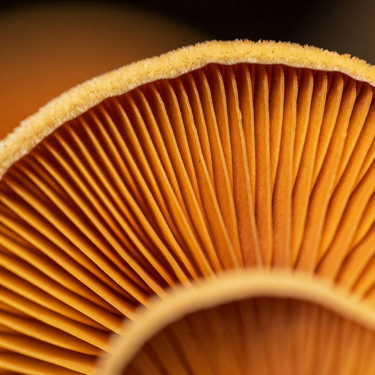 Enoki Cafe vs. The Industry: Why 100% Fruiting Body Extracts Win the Cup